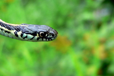 PLAINS GARTER 1.JPG