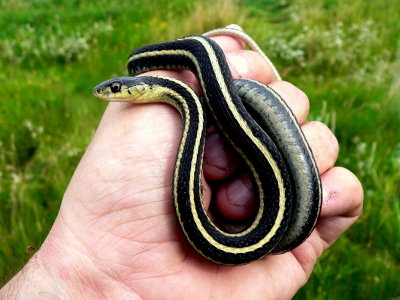 RED-SIDED GARTER SNAKE.JPG