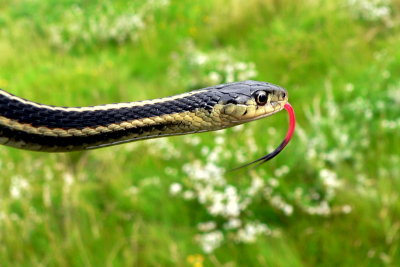 RED-SIDED GARTER SNAKE 1.JPG