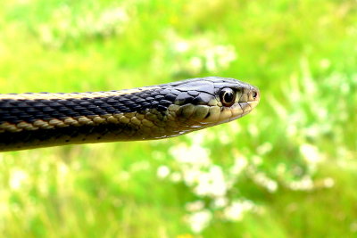 RED-SIDED GARTER SNAKE 2.JPG