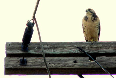 SWAINSONS HAWK-JUVENILE.JPG