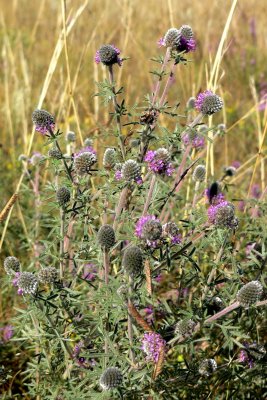 PURPLE PRAIRIE CONEFLOWER.JPG