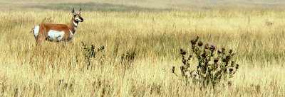 PRONGHORN WITH THISTLE.JPG
