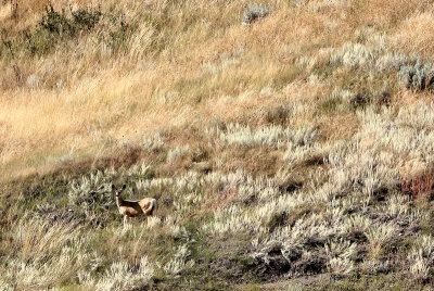 MULE DEER DOE.jpg