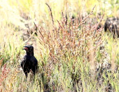 GRACKLE.jpg
