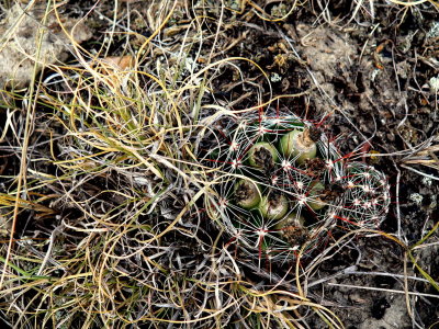 SMALL BALL CACTUS 2.JPG