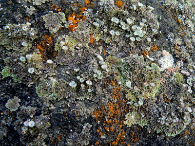 LICHEN TYPES.JPG