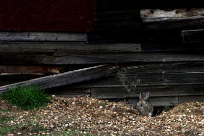 NUTTALLS COTTONTAIL.JPG