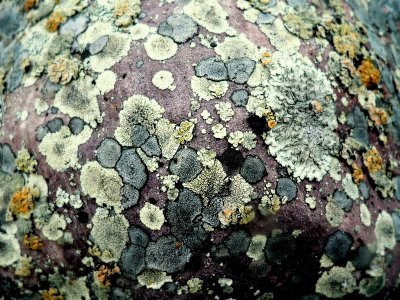 LICHENS 2.JPG