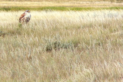 FERRUGINOUS HAWK.JPG