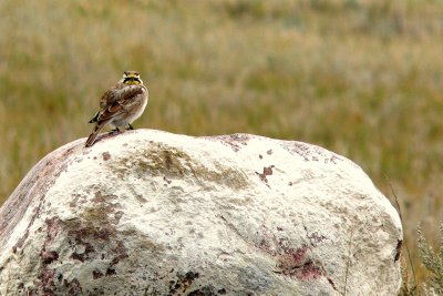 HORNED LARK.JPG