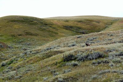 MULE DEER COUNTRY.JPG