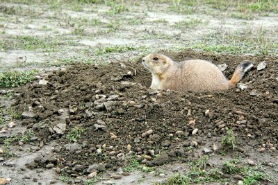 BLACK-TAILED ON ALERT.JPG