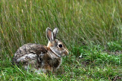 COTTONTAIL.jpg