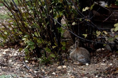 JUVENILE COTTONTAIL.jpg