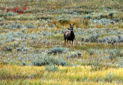 MULE DEER IN SAGE FLATS.jpg