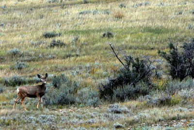 MULEY DOE LOOKING BACK.jpg