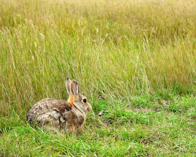 COTTONTAIL IN GRASS.JPG