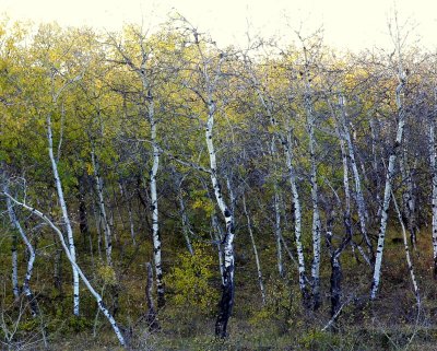 PARKLAND ASPEN GROVE.JPG