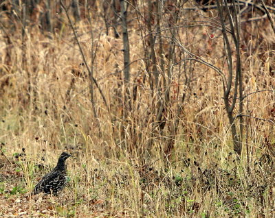 SPRUCE GROUSE.jpg