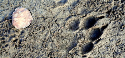 ASPEN LEAF-WOLF TRACK.jpg