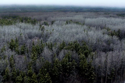 FROST AND FOG 1.JPG