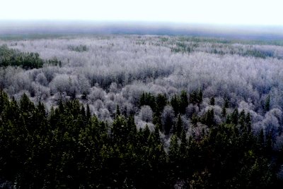 FROST AND FOG 2.JPG