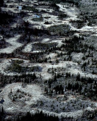 CARIBOU HABITAT.JPG