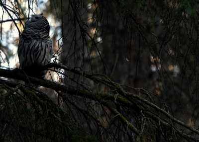 GAPING BARRED OWL.JPG