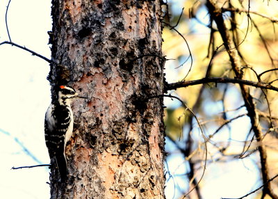 HAIRY WOODPECKER-MALE.JPG