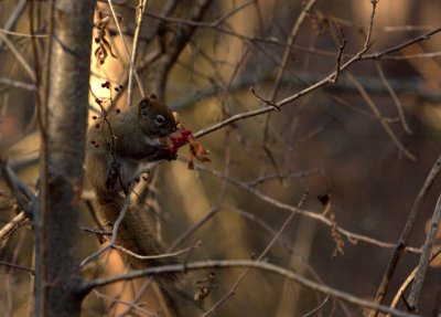 RED BERRIES.jpg