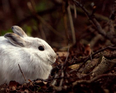 SNOWSHOE HARE PROFILE.jpg