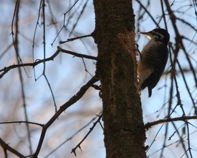 BLACK-BACKED WOODPECKER 2.jpg