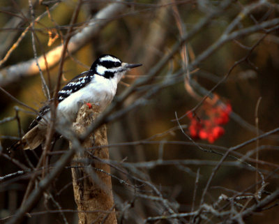 HAIRY WOODPECKER.jpg