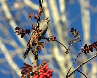 SOLITAIRE SWALLOWING BERRY.jpg