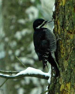 BLACK-BACKED WOODPECKERS
