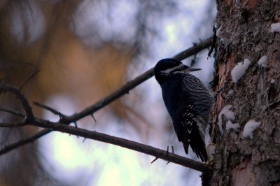 BLACK-BACKED #8.JPG