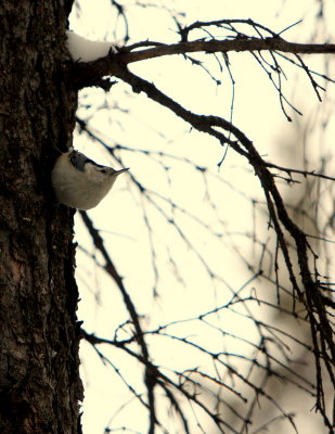 WHITE-BREASTED NUTHATCH.JPG