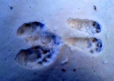 LYNX TRACKS.JPG