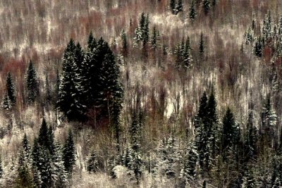 WINTER MIXEDWOOD.jpg