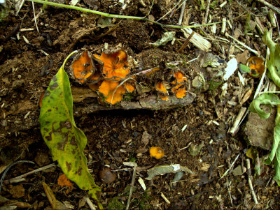 ORANGE CUPS GREEN LEAVES.jpg