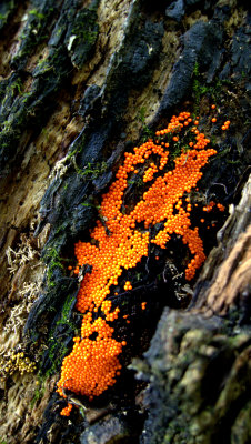 ORANGE SLIME MOLD.jpg