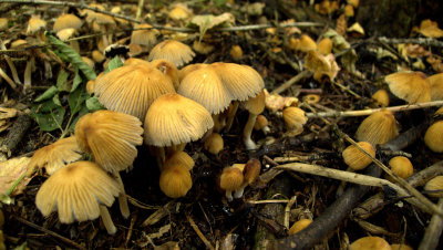 P1090076.jpg