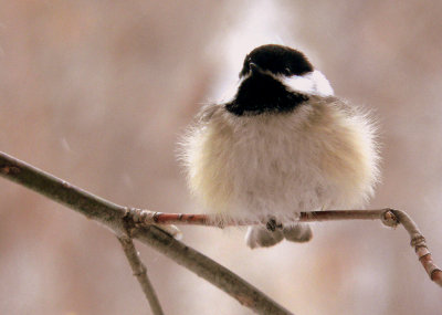 FLUFFED UP.JPG