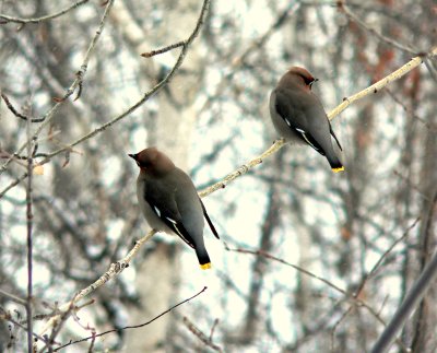 WAXWING PAIR.JPG