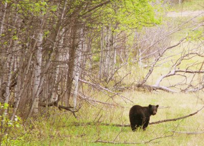 BLACK BEAR.JPG