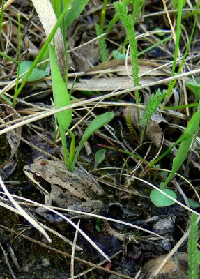 WOOD FROG.JPG