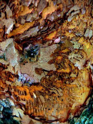BARK SCALED BY 3-TOED.JPG