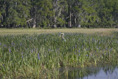 A bird in a swamp - Cypress Lake