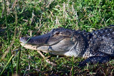 A big (13ft) gator at Cypress Lake